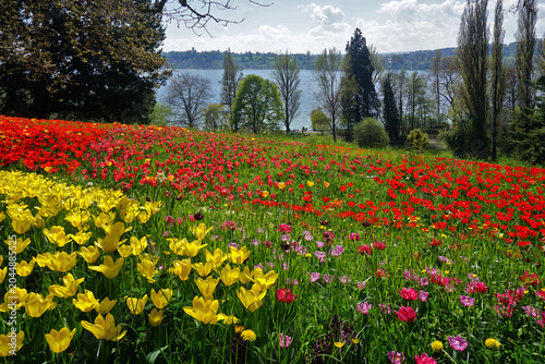 Foto Tulpenblüte auf der Insel Mainau am Bodensee; Baden Württemberg; Deutschland;