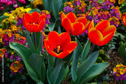 Bild auf Leinwand Tulpenblüte auf der Insel Mainau am Bodensee; Baden Württemberg; Deutschland;