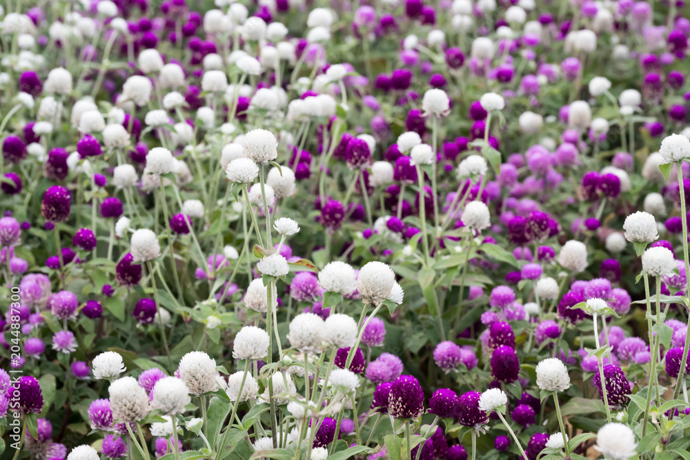 Obraz premium Beautiful Globe Amaranth (gomphrena globosa) flowers. 