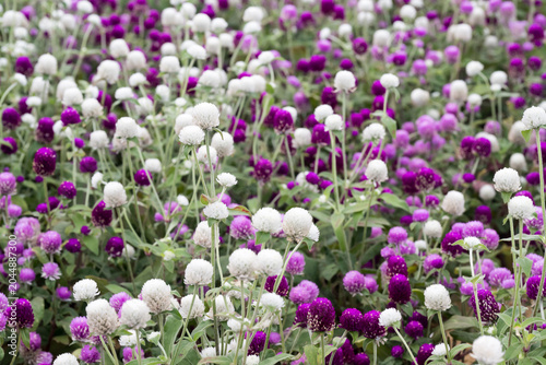 Beautiful Globe Amaranth (gomphrena globosa) flowers.	