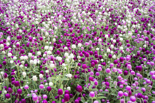 Konstfotografi Beautiful Globe Amaranth (gomphrena globosa) flowers.