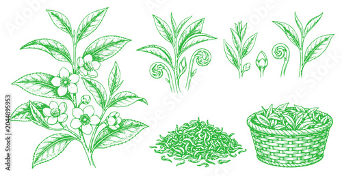 Schilderij op canvas Hand drawn tea plant camellia sinensis with flowers, fresh shoots and harvested