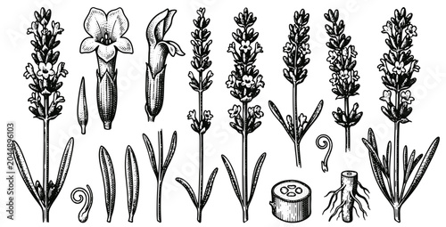 Cuadro en lienzo Lavender botanical illustration vintage hand drawn engraving of lavender plant p