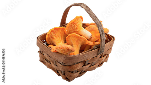 Obraz na plátně Small wicker basket full of fresh wild chanterelle mushrooms isolated on transpa