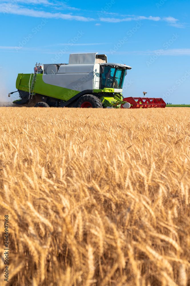 Obraz premium Harvester combine harvesting wheat in summer