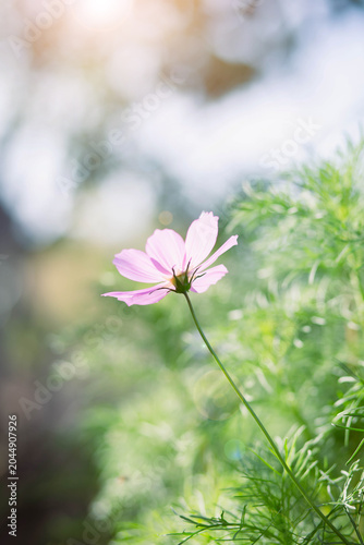 Gentle Cosmos Flower Bathed in Golden Sunlight