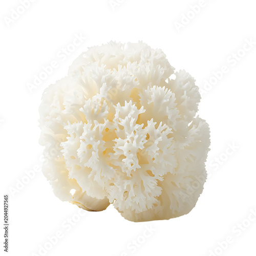 White coral fungus mushroom (Hericium coralloides), isolated on transparent background for culinary use.