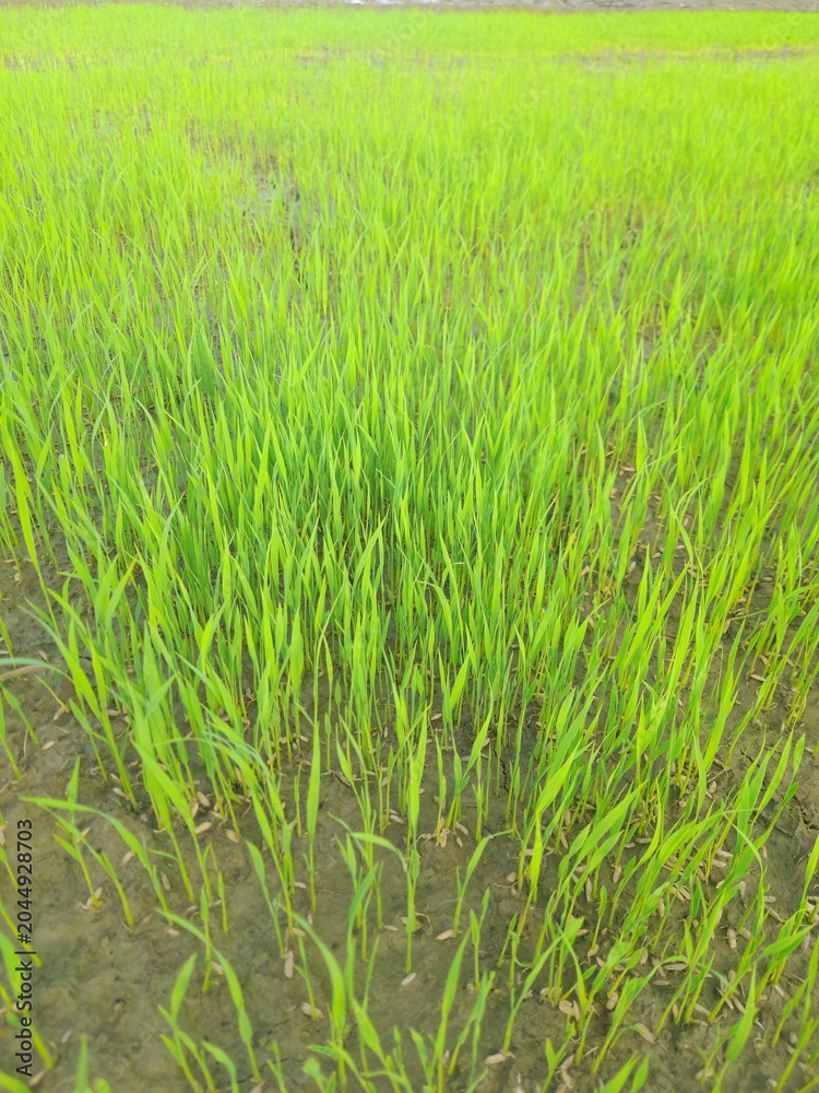 Obraz premium Young Rice Seedlings Growing in Paddy Field - Vibrant Green Agricultural Background