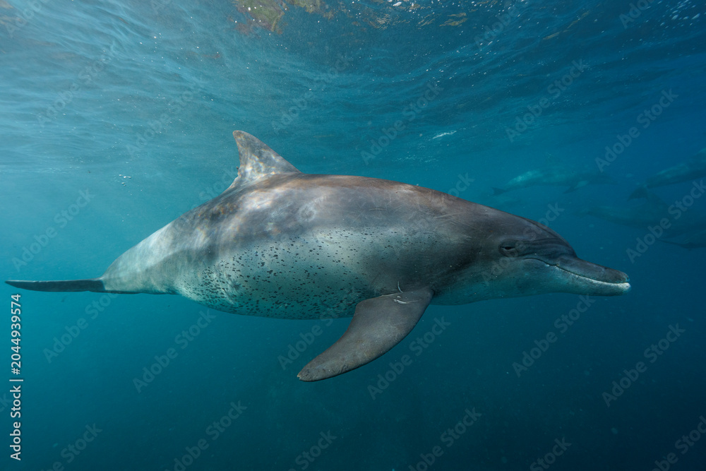 Fototapeta premium dolphin in the water