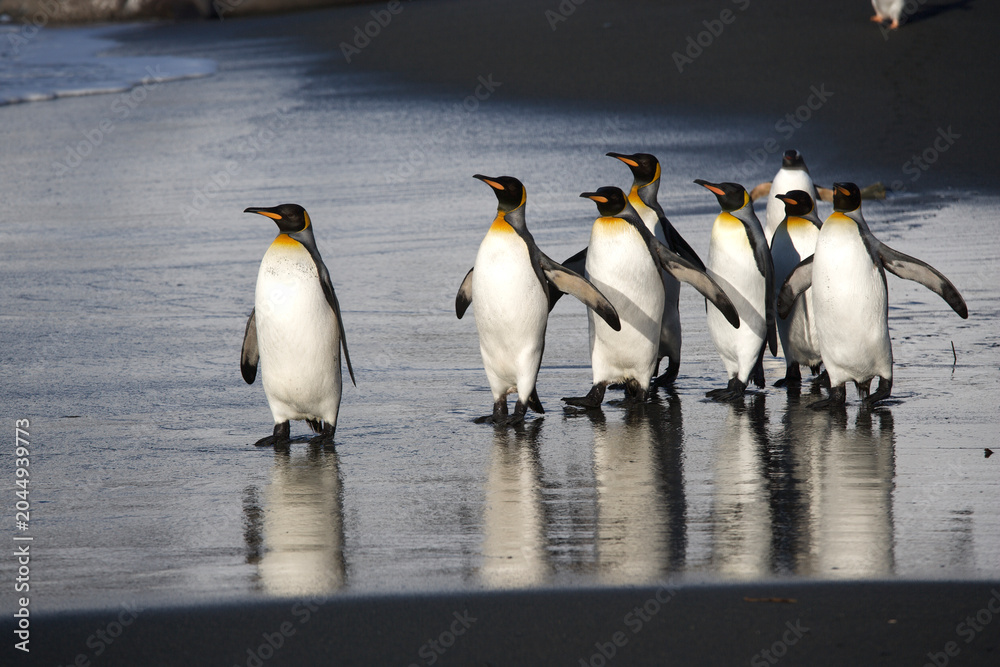 Fototapeta premium King Penguins on South Georgia Island