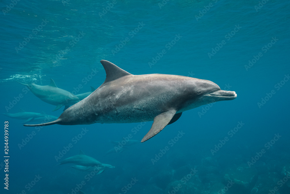 Fototapeta premium dolphin in the sea