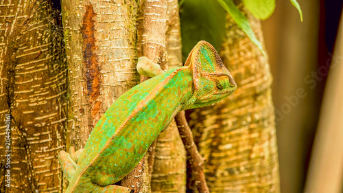 Obraz na płótnie A vibrant green chameleon climbing vertically on a textured tree trunk