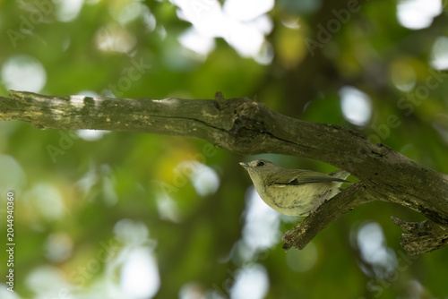 Green Shrike-Babbler Bird Portrait Showcasing Woodland Biodiversity