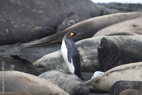 King Penguin walking among elephant seals on South Georgia Island
