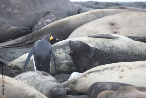 King Penguin walking among elephant seals on South Georgia Island