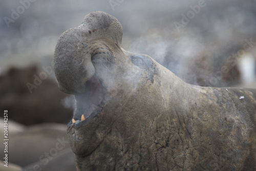 Quadro su tela Elephant Seal on South Georgia Island