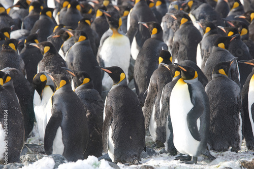 Cuadro en lienzo King Penguins on South Georgia Island
