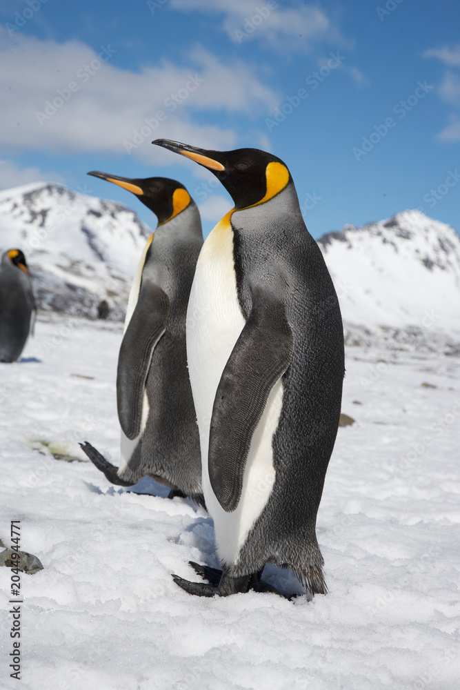 Fototapeta premium King Penguins on South Georgia Island