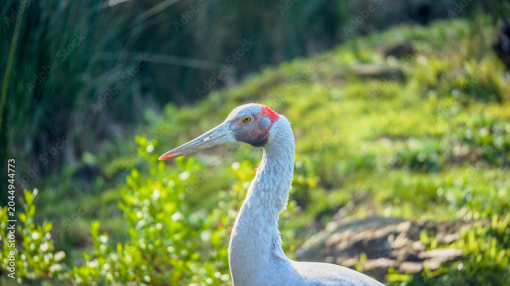 Fototapeta premium Close-up profile portrait of a grey crane with a distinctive red patch on its head, set against a soft, green, sunlit background.