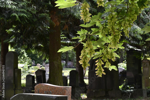 alter friedhof