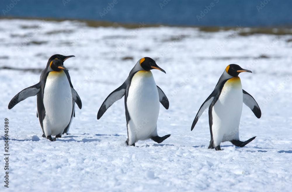 Fototapeta premium King Penguins on South Georgia Island