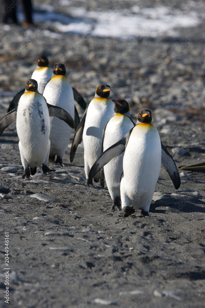 Fototapeta premium King Penguins on South Georgia Island