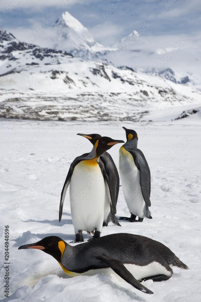 Fototapeta premium King Penguins on South Georgia Island