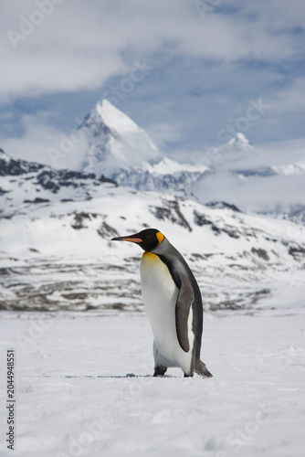 Foto King Penguin on South Georgia Island