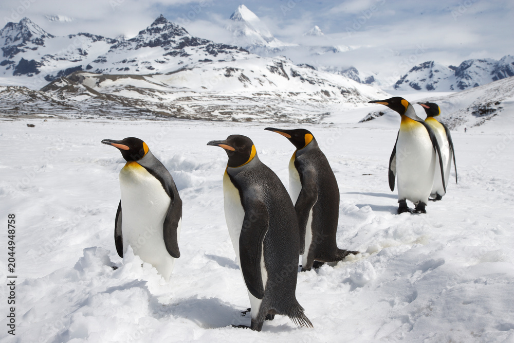 Fototapeta premium King Penguins on South Georgia Island