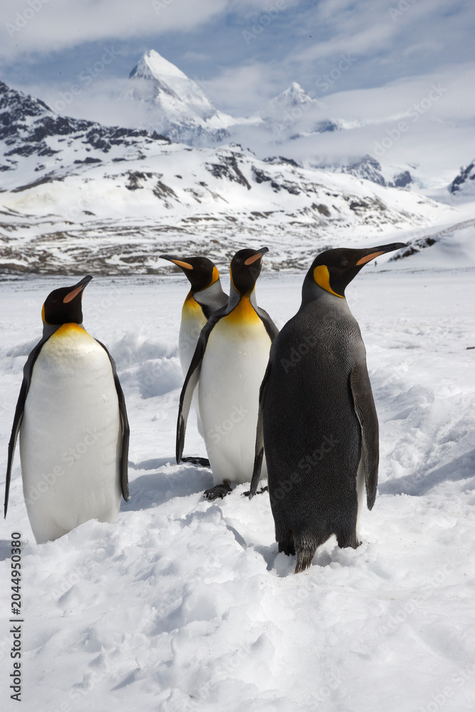 Obraz premium King Penguins on South Georgia Island