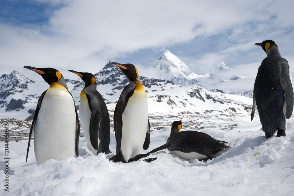 Obraz premium King Penguins on South Georgia Island