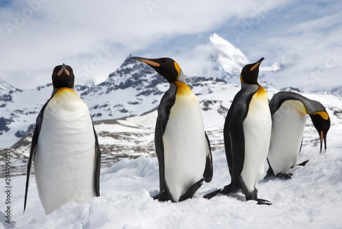 Photos King Penguins on South Georgia Island