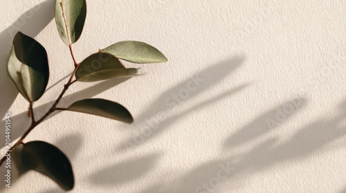 Plant branch creating natural botanical shadows on textured wall