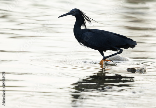 Tableau sur toile Highkey image of Black heron at Sanad mangrove, Bahrain
