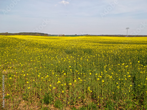 Rapsfelder in der schönen Uckermark

