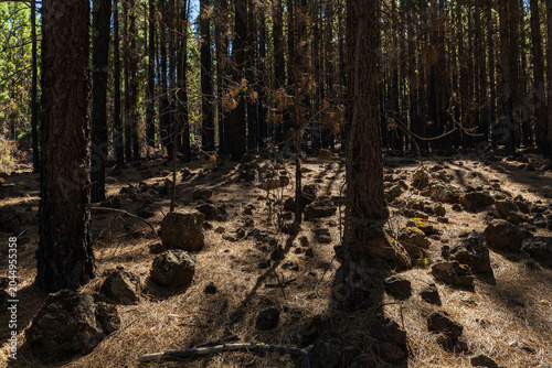 Canary Pine Forest on Volcanic Terrain Tenerife