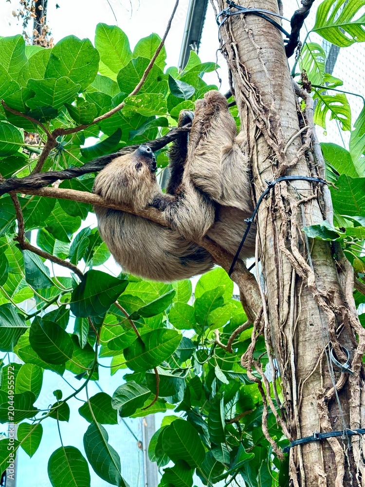 Obraz premium a sloth sleeps high in a tree