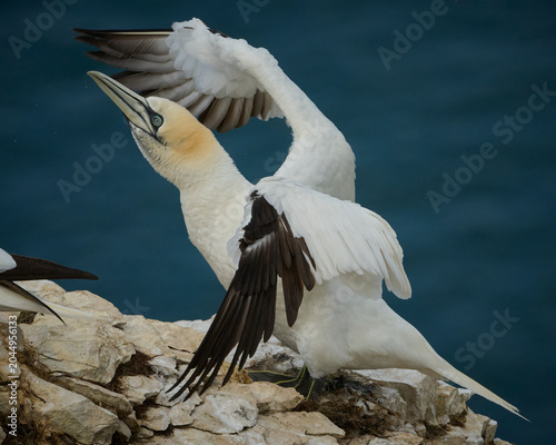 Photos An action portrait of a gannet just after landing at RSPB Bempton Cliffs, Yorksh