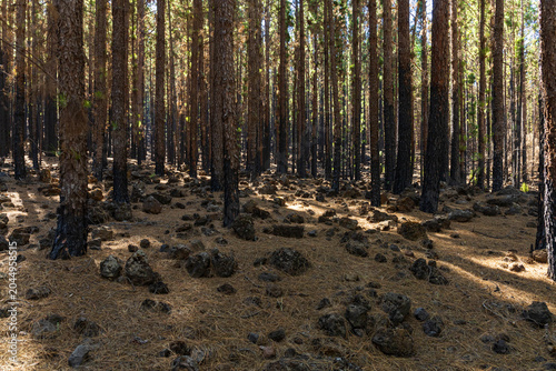Canary Pine Forest with Volcanic Boulder Field Tenerife