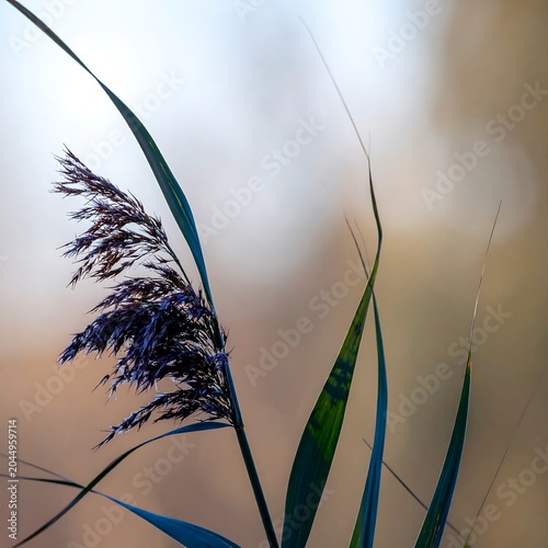 Delicate Wild Reed Grass Swaying Against Soft Blurred Background