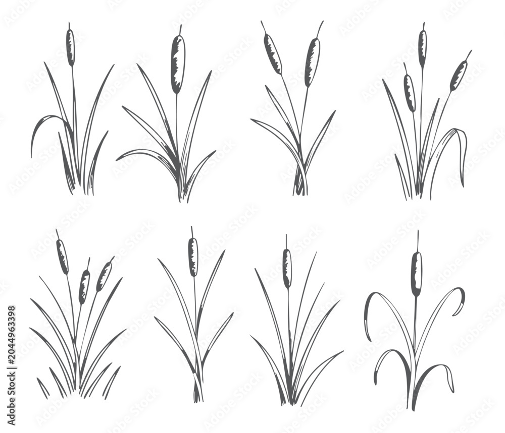 Obraz premium Cattail reed collection illustration. Hand drawn wetland plants in vintage ink line art style. 