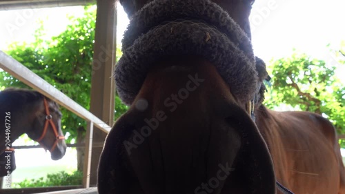 Horse stands in stable and sniffs the camera