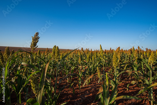 Wide landscape of a green and golden sorghum plantation under a clear blue sky
