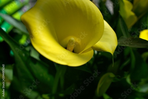 Fotografie Soft light caresses a yellow calla lily, its elegant curves unfolding around a pale spadix—an intimate portrait of grace and quiet strength in nature’s design