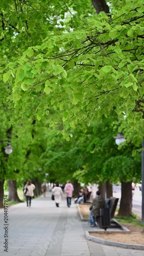 Vertical footage of leafy trees lining urban street in spring. Bright spring or summer atmosphere in a peaceful residential neighborhood.