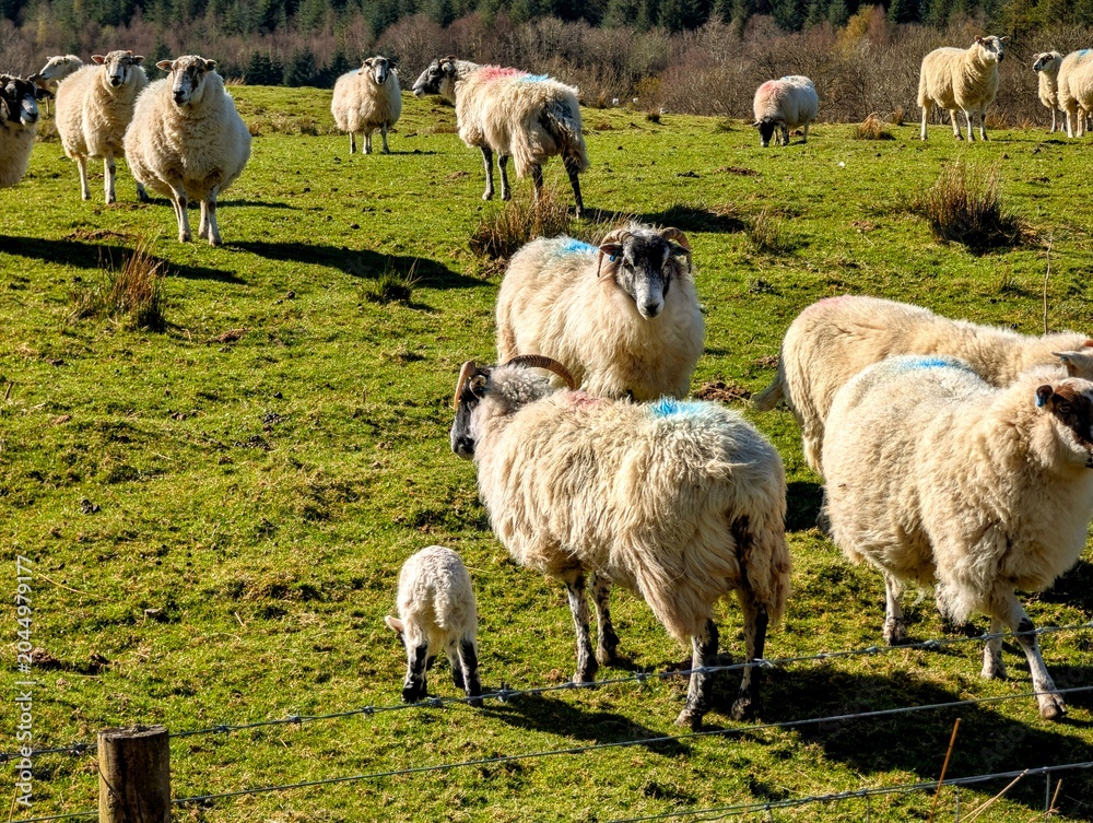 Fototapeta premium Flock of sheep grazing on green pasture with lambs live farming