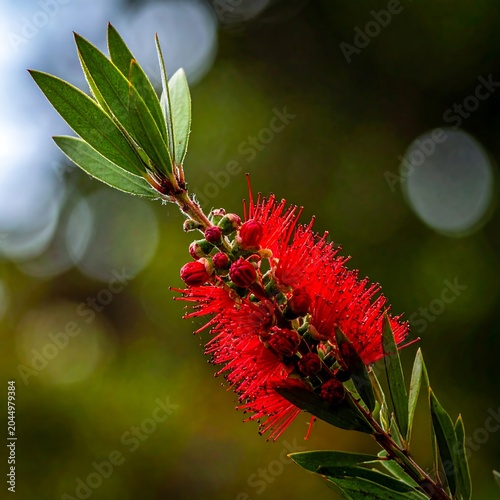 Vibrant Red Bottlebrush Flower Blooming on Green Branch with Soft Bokeh Background