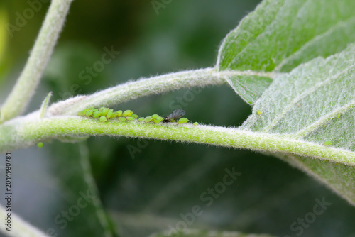 Foto Colony of Green apple aphid, Aphis pomi on the petiole of an apple tree leaf in the garden