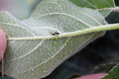 Fotografie Colony of Green apple aphid, Aphis pomi on the underside of the apple tree leaves in the garden