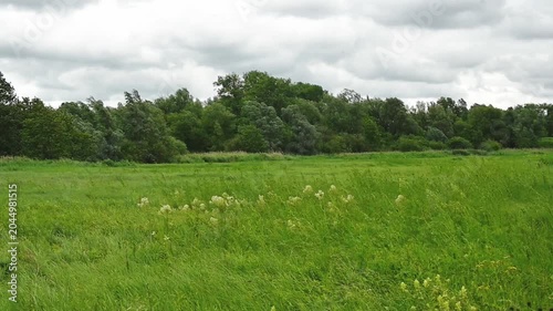 green marsh landscape with a meadow with high grass and wildflowers and trees waving in the wind on a cloudy spring day in Bourgoyen nature reserve, Ghent, Flanders, Belgium